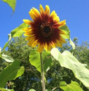 sunflower 2013